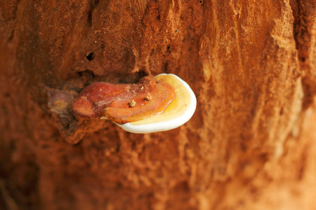 Ganoderma Lucidum - Ling Zhi Mushroom.