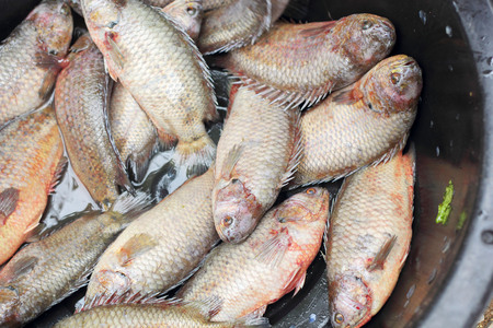 Fresh fish - in the marketの写真素材