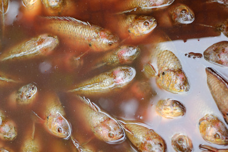 Fresh fish - in the marketの写真素材