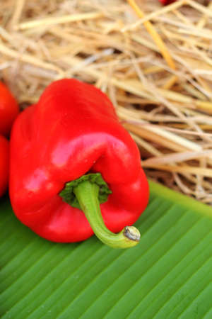 Red bell pepper fresh colorfulの写真素材