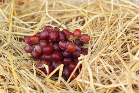 Bunch of grapes on strawの写真素材