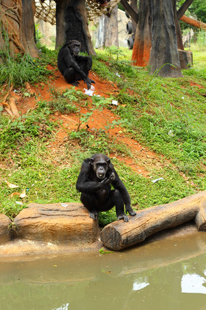 Monkey sitting on the river.の写真素材
