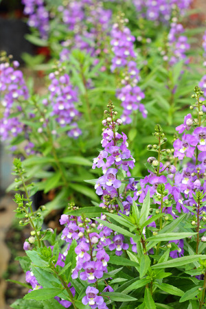 purple flowers in the natureの写真素材