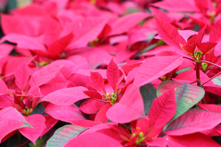 Red poinsettia flowers in the natureの写真素材