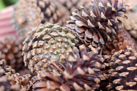 Pine cone in the natureの写真素材