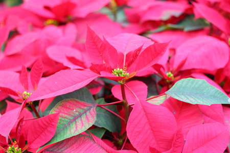 Red poinsettia flowers in the natureの写真素材