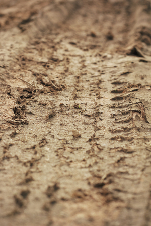 Wheel tracks on the soil.の写真素材