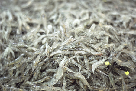 Fresh shrimp in the marketの写真素材