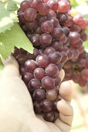 Grape vines in a vineyard