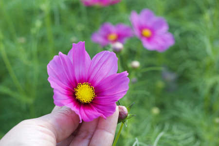 pink cosmos flowers in handの写真素材