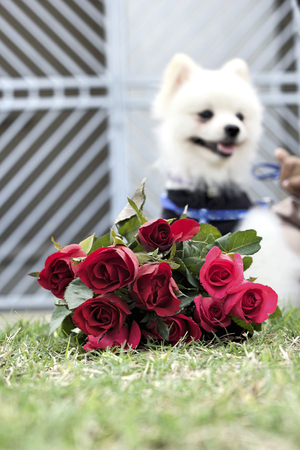 Pomeranian dog sit and stare with red roses.の写真素材