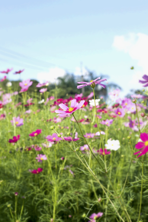 pink and white  cosmos flowers in the natureの写真素材
