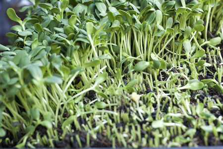 Plants weak sunflower with the natureの写真素材