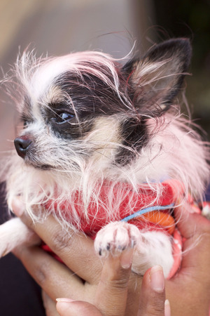 Chihuahuaの写真素材