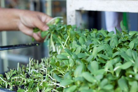 Plants weak sunflower with the natureの写真素材