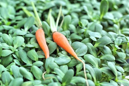 Close-up of the fresh carrots.の写真素材