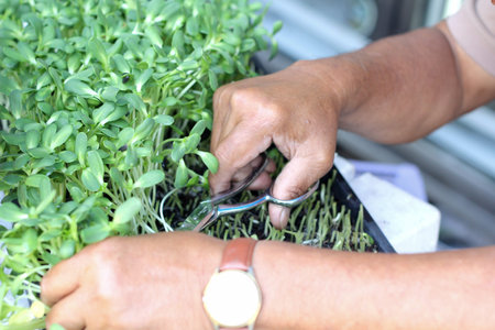 Plants weak sunflower with the natureの写真素材