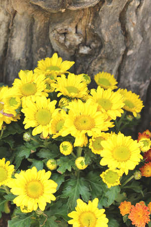 Beautiful chrysanthemum in the gardenの写真素材