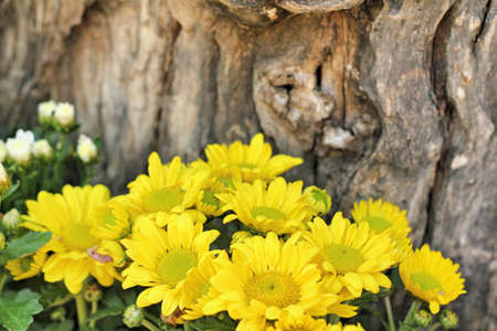 Beautiful chrysanthemum in the gardenの写真素材