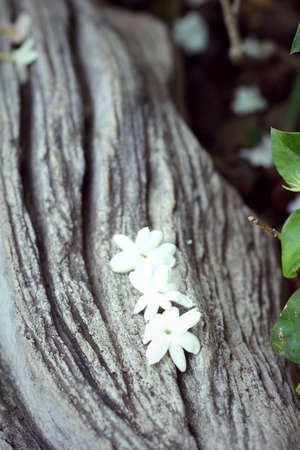 white flower on wood backgroundの写真素材