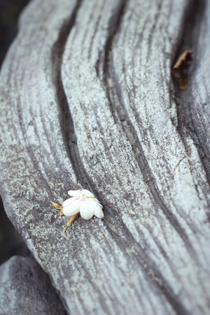 white flower on wood backgroundの写真素材