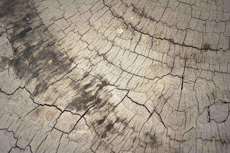 wood texture. background old panelsの写真素材