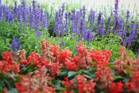 Purple salvia flowers - Red flower wth the natureの写真素材