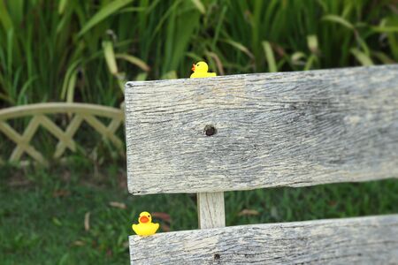 Lovely of yellow rubber duckの写真素材