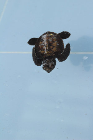 Sea Turtle swimming in the pool