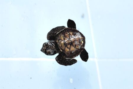 Sea Turtle swimming in the poolの写真素材