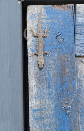 small lizard on blue backgroundの写真素材