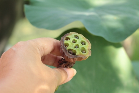 Lotus seeds in the natureの写真素材