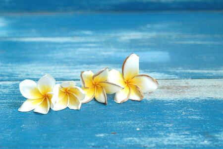 White frangipani flower on blue wooden vintage.の写真素材