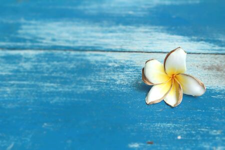 White frangipani flower on blue wooden vintage.の写真素材