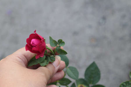 Vintage roses beauty with the natureの写真素材
