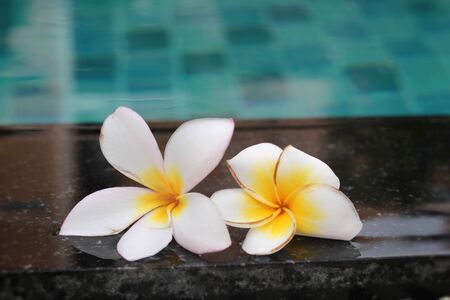 plumeria flower and blue swimming pool rippled water detailの写真素材