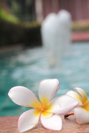 plumeria flower and blue swimming pool rippled water detailの写真素材