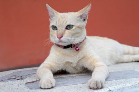 Cat beautiful sitting and lookingの写真素材