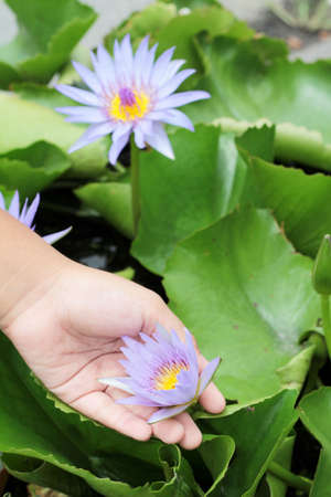 Close up colorful of lotus flowerの写真素材