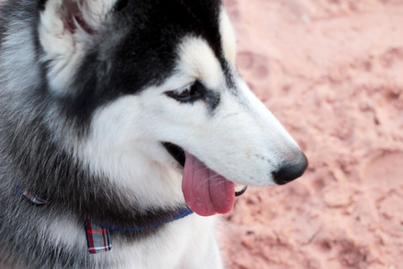 Siberian Husky dog sitting on the beach.の写真素材