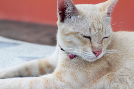 Cat beautiful sleeping on groundの写真素材