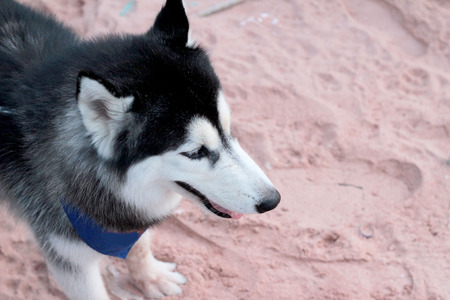 Siberian Husky dog sitting on the beach.の写真素材