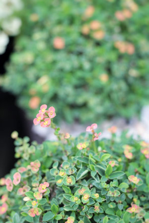 euphorbia milii flowers with the nature