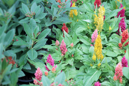 cockscomb flowers with the nature