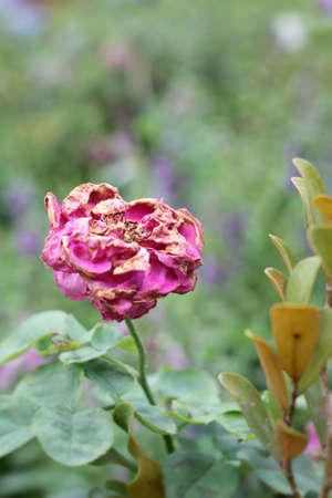 Vintage roses with the natureの写真素材