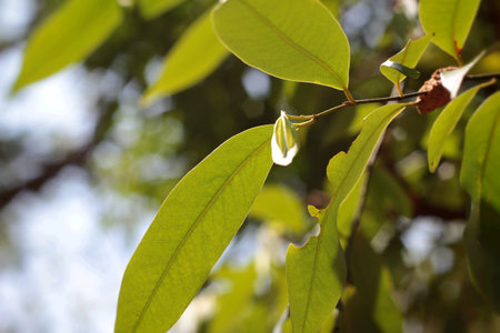 Green leaves in autumn with the nature.