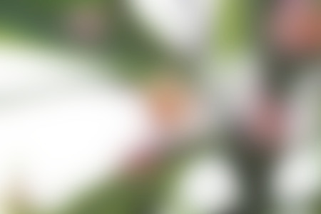 Blurred flower colorful background and beauty textureの写真素材