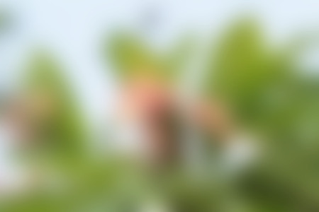 Blurred flower colorful background and beauty textureの写真素材