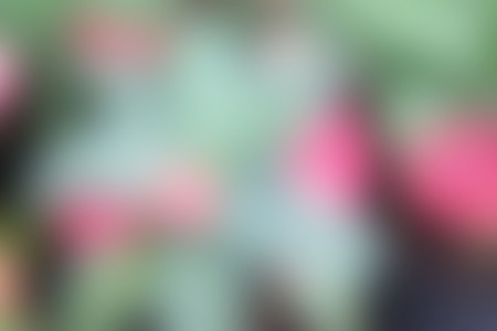 Blurred flower colorful background and beauty textureの写真素材