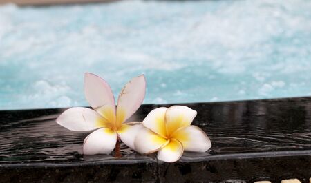 plumeria flower and blue swimming pool rippled water detailの写真素材
